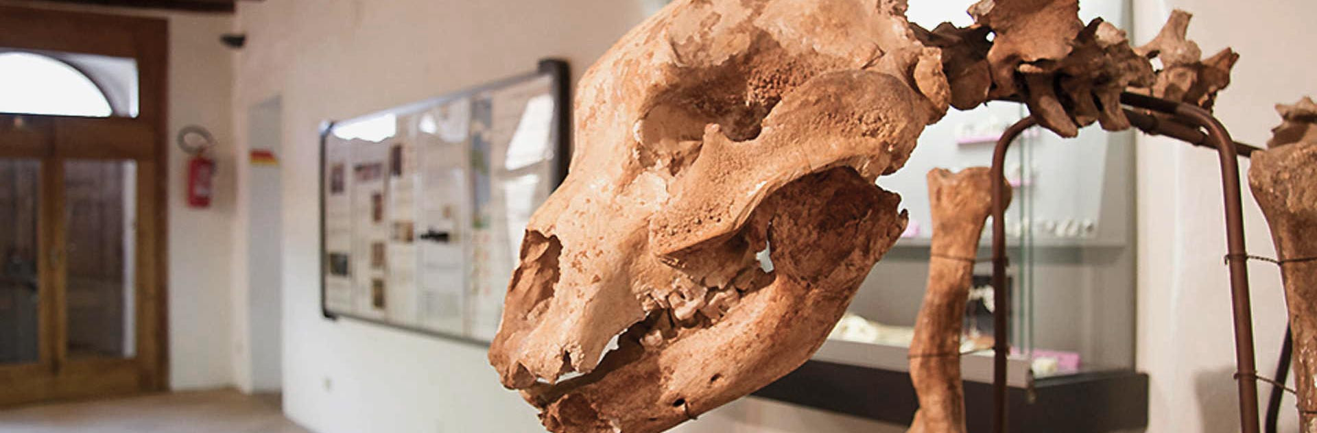 Museo Civico per la Preistoria - Cetona